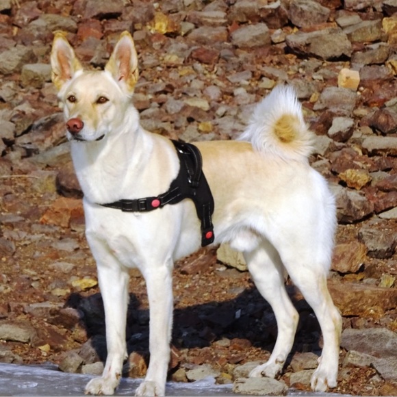 Size M / black color  dog Harness with handle - Picture 2 of 5